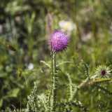 Accompagnati dal frinire dei grilli e dal verso degli uccelli che popolano questo luogo, incontriamo sul nostro cammino coloratissimi fiori, quali il violetto cardo selvatico...